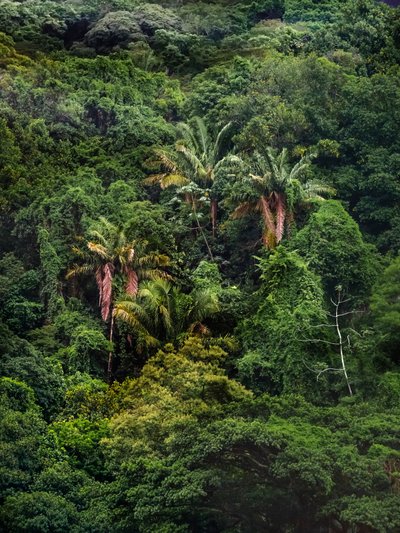 Tijuca Forest XXXII, 2018 by Antonio Schubert