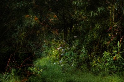 Trails, 2015 by Antonio Schubert