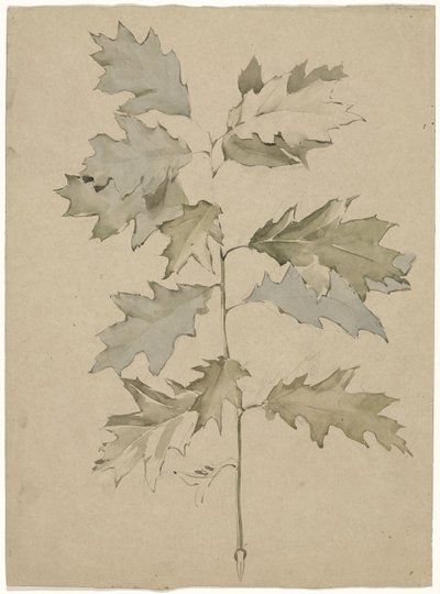 Oak Branch with Foliage by Antoon Derkinderen