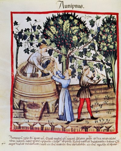 The Grape Harvest from Tacuinum Sanitatis by Arabic School