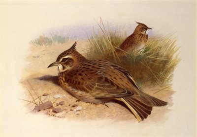 A Crested Lark, British Birds by Archibald Thorburn