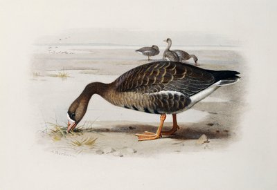 A White-Fronted Goose by Archibald Thorburn