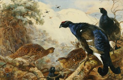 Blackgame by Archibald Thorburn