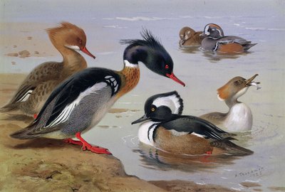 Ducks by a Lake by Archibald Thorburn