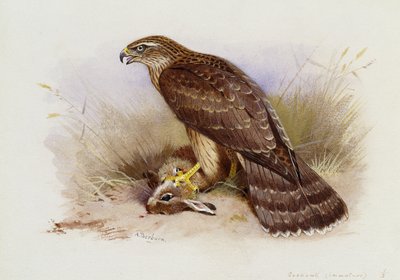 Goshawk by Archibald Thorburn