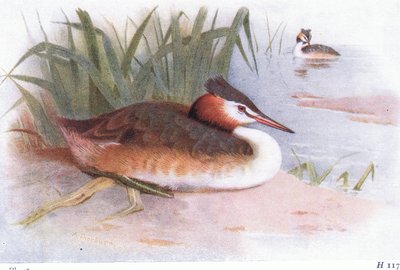 Great Crested Grebe by Archibald Thorburn