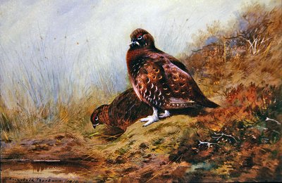 Grouse by Archibald Thorburn