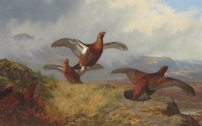 Grouse in Flight by Archibald Thorburn