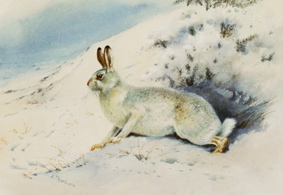 Hare by Archibald Thorburn