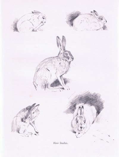 Hare Studies by Archibald Thorburn