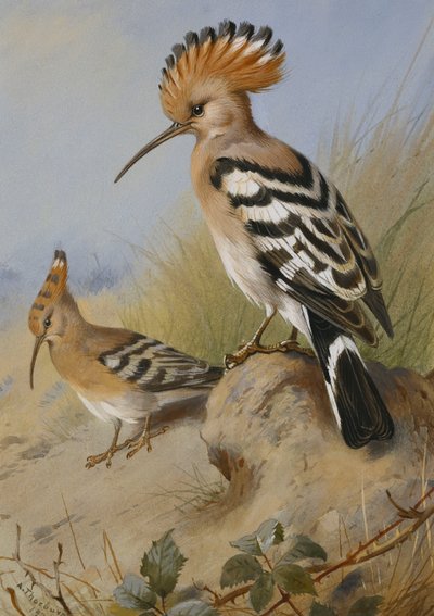 Hoopoes by Archibald Thorburn