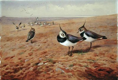 Lapwings on the Plough by Archibald Thorburn