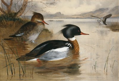 Mergansers, on Loch Maree by Archibald Thorburn