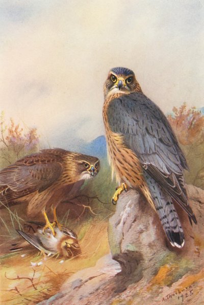 Merlin by Archibald Thorburn