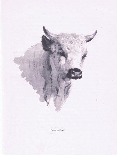 Park Cattle by Archibald Thorburn
