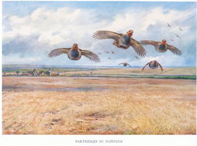 Partridges in Norfolk by Archibald Thorburn