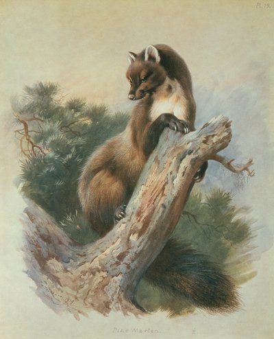 Pine Marten by Archibald Thorburn