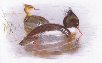 Red Breasted Merganser by Archibald Thorburn