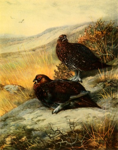 Red Grouse by Archibald Thorburn