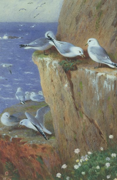 Seagulls by Archibald Thorburn