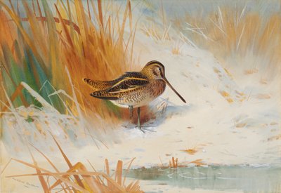 Snipe in the rushes by Archibald Thorburn