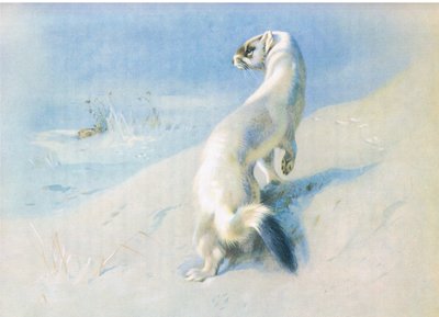 Stoat by Archibald Thorburn