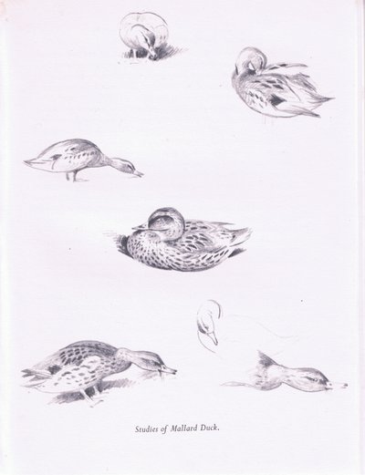 Studies of Mallard Ducks by Archibald Thorburn