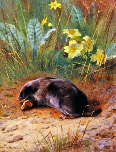 The Common Mole by Archibald Thorburn