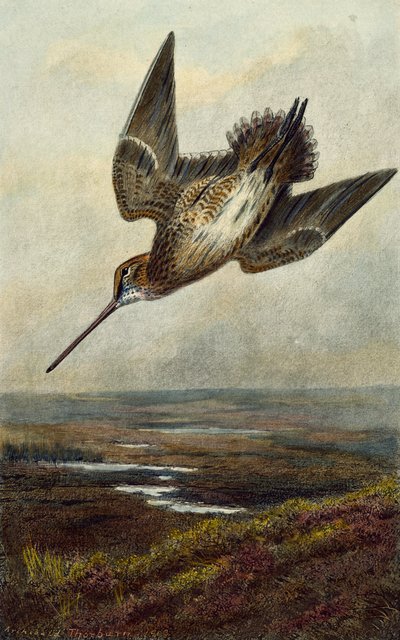 Woodcock by Archibald Thorburn