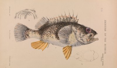 Ocean Perch, Helicolenus percoides by Arthur Bartholomew