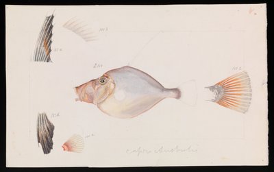 Silver Dory, Cyttus australis by Arthur Bartholomew