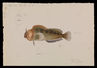 Tasmanian Blenny, Parablennius tasmanianus by Arthur Bartholomew