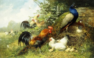 Fowl and Peacocks by Arthur Fitzwilliam Tait
