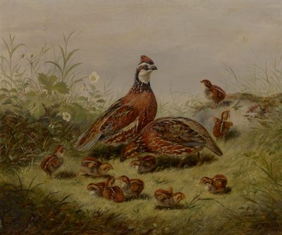 Quail and Young by Arthur Fitzwilliam Tait