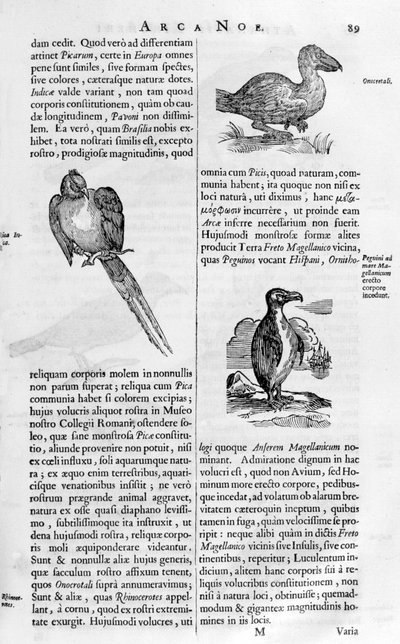 Birds by Athanasius Kircher