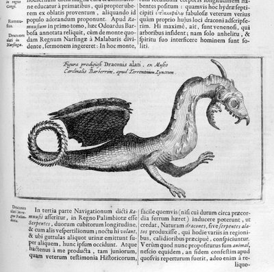 Dragon by Athanasius Kircher