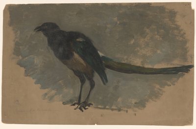 Study of a Magpie by August Allebe