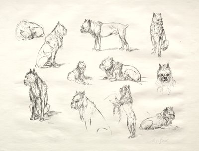 Study of Dogs by August Gaul