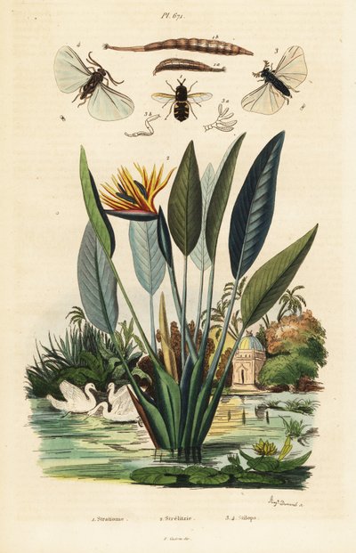 Soldierfly, crane flower and ,1834-1839 by Auguste Dumenil