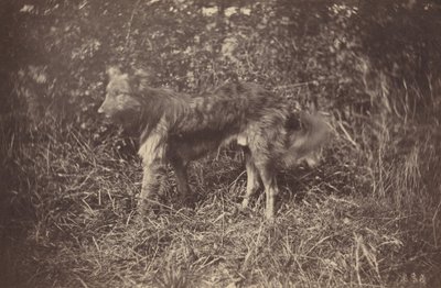 Study of a Dog by Auguste Giraudon