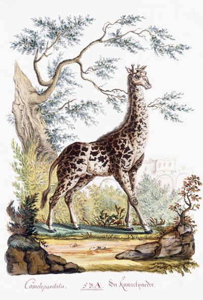 Giraffe by Austrian School