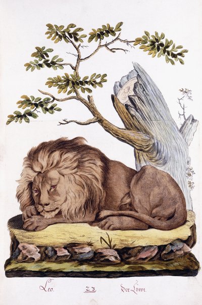 Lion, 1794 by Austrian School