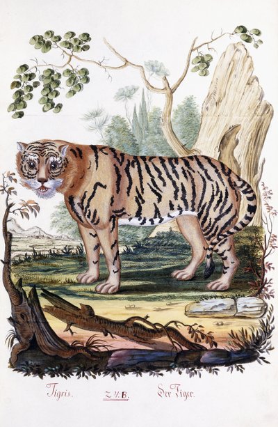 Tiger by Austrian School