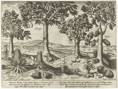 Fruit Trees and Shrubs from East Indies by Baptista van Doetechum