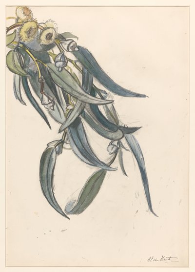 Blooming Branch of a Eucalyptus by Barbara Elisabeth van Houten
