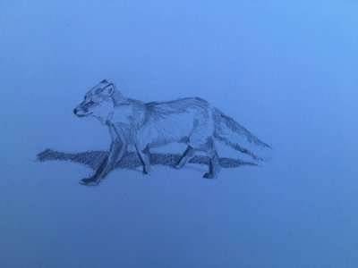 Fox by Barbara Hoogeweegen