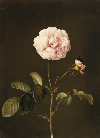 A Gallica Rose with a Bumblebee by Barbara Regina Dietzsch