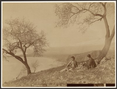 Flowering Almonds, Taormina by Baron Wilhelm von Gloeden