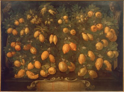 Citrus Fruits by Bartolomeo Bimbi