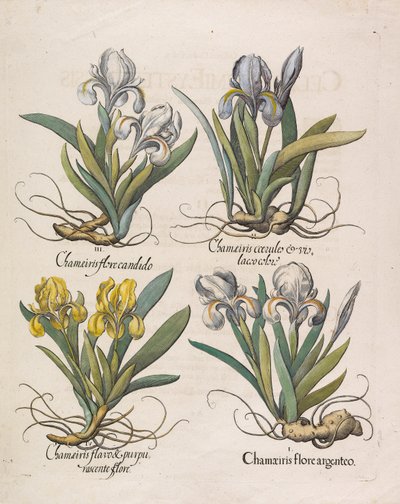 Chamaeiris Flore by Basilius Besler